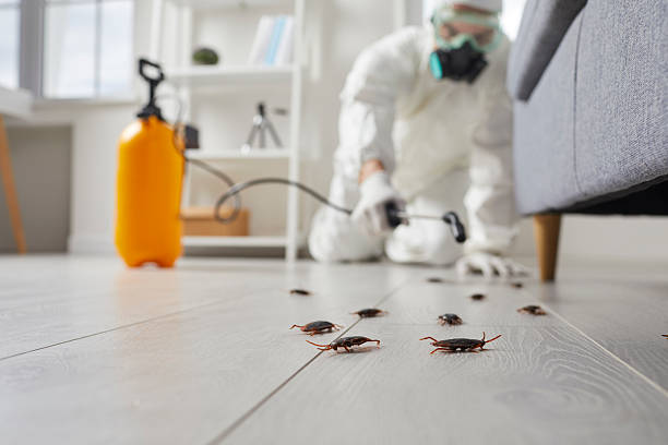 Post-Treatment Bed Bug Interceptor Monitoring in City View